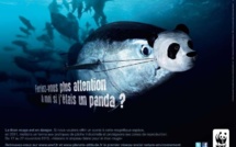 Le WWF appelle les parlementaires européens à soutenir la réforme de la pêche