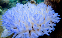 Chefs d'oeuvres de la nature en péril: la faute au changement climatique