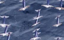 Ce n'est pas un drone, c'est un calamar qui vole