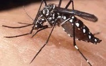 Un premier cas de dengue de type 1 à Moorea