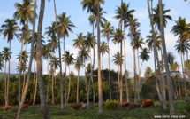 La cocoteraie polynésienne, une filière d’avenir ?