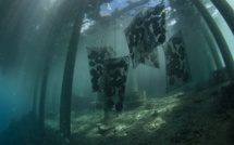 Quand les huîtres perlières absorbent les microplastiques 