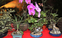 Exposition-vente de Bonsaïs au CESC du 11 au 15 février