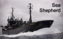 Chasse à la baleine : une ONG se tourne vers la Cour suprême des Etats-Unis