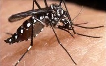 Progression de l'épidémie de dengue en Nouvelle-Calédonie