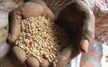 Un seul gène suffirait pour rendre le sorgho plus nourrissant