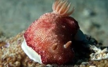 L'étrange vie sexuelle de la limace de mer au pénis jetable