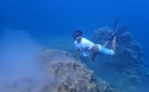 Ces coraux pondent dans toutes les îles de la Société en même temps