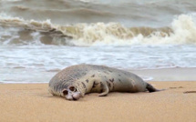 Russie: près de 300 phoques retrouvés morts au bord de la Caspienne