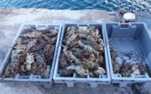90 kilos de langoustes saisis au port de Papeete