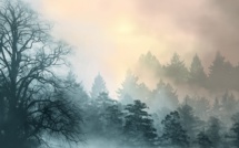 Feux de forêt: épisodes "sans précédent" en 2020, mais tendance à la baisse globale