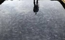 Le feu vert de Bruxelles aux farines animales pour les poissons "tombe mal"