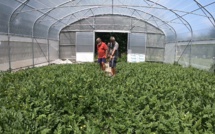 La pastèque veut vivre sous serre à Huahine