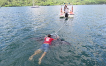Une raie manta secourue par les pompiers à Opunohu