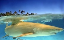 Un touriste mordu par un requin citron à Bora Bora, un comportement inhabituel de l'animal selon le club