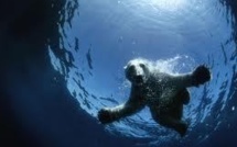 Le PNUE plaide pour des garde-fous autour des ressources de l'Arctique