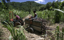 ​Le Cesec attend davantage du schéma directeur de l'agriculture
