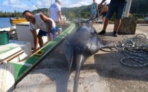 Un ha'urā de 228 kg pour un jackpot de 880 000 Fcfp