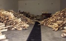 Appel pour des sanctions internationales contre le trafic d'ivoire