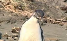 Nouvelle-Zélande: triste fin pour le manchot Happy Feet Junior