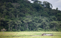 Dans la forêt vierge gabonaise, sur la piste des virus émergents