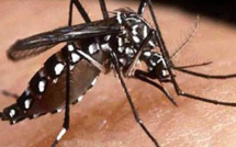 Quatre nouveaux cas de dengue confirmés cette semaine