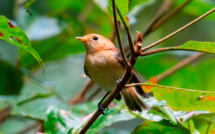 Le Monarque de Tahiti franchit la barre des 100 individus