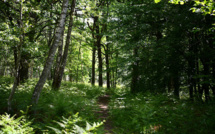 Strasbourg : le corps d'une femme de 25 ans découvert en forêt, son ex-compagnon soupçonné du meurtre
