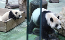 Baptême médiatique pour le dernier-né des grands pandas à Taïwan