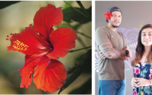 L'hibiscus, un trésor sous-exploité dans le viseur d'une start-up locale