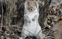 Les New-Yorkais victimes d'écureuils agressifs