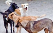 Chiens errants à Pago-Pago : un bataillon de vétérinaires américains à la rescousse