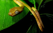 Guerre totale au serpent à Guam : parachutage de souris piégées