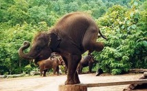 Le tourisme thaïlandais au coeur du trafic des éléphants d'Asie
