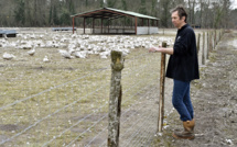 Grippe aviaire: des centaines de milliers de canards abattus ou en passe de l'être