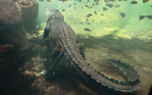 Australie: Un fugitif retrouvé nu dans une zone infestée de crocodiles