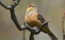 La France interpellée par Bruxelles sur le sort de l'ortolan, selon les défenseurs des animaux