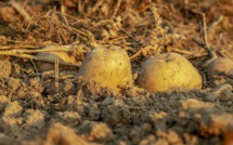 Des restes humains? Non, une pomme de terre, conclut la police britannique