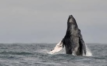 Google prié d'enlever les pubs pour l'ivoire et la baleine