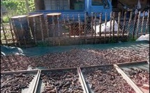 Pêche à la bêche-de-mer : les îles Salomon lèvent temporairement le moratoire