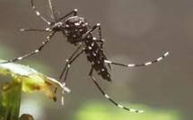 Nouvelle-Calédonie: une femme de 36 ans succombe à la dengue