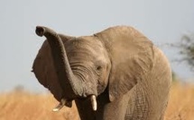 Les éléphants de forêt d'Afrique menacés d'extinction, selon une étude scientifique