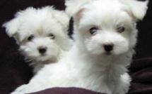 Spa, yoga et croisières: à Singapour, la vie de chien n'en est pas une