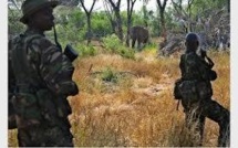 Rangers contre AK-47, la lutte inégale face aux trafiquants d'espèces sauvages