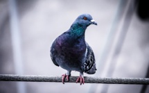Australie: un pigeon américain enfreint les règles de la quarantaine