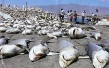 Accord international pour protéger des requins décimés pour leurs ailerons