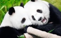 Les pandas géants de Tokyo l'ont fait...