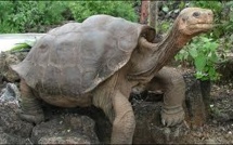 La tortue "Georges le Solitaire" embaumée aux Etats-Unis avant un retour au Galapagos