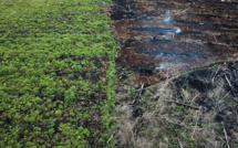 Déforestation: 43 millions d'hectares perdus sur les principaux "fronts", selon le WWF