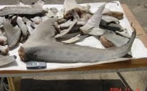 Protection "historique" de cinq requins décimés pour leurs ailerons confirmée